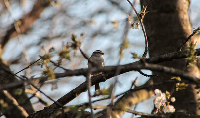Chipping Sparrow Standing on Tree Branch
