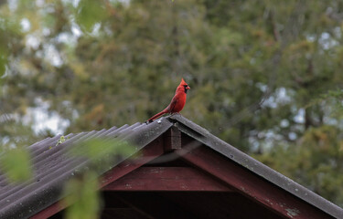 Red Male Cardinal on Red Barn House