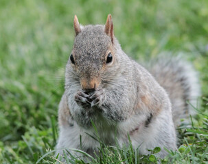 Naklejka na ściany i meble Eastern Gray Squirrel in Grass Eating Seeds