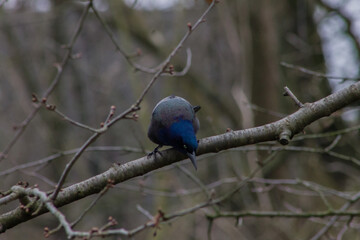 Common Grackle on Tree Branch Getting Ready to Fly Down