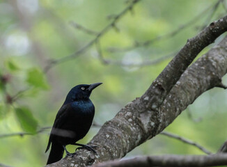 Common Grackle Walking up Tree Branch