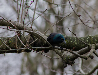 Common Grackle Perched on Tree Branch