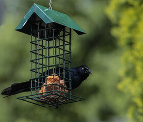 Common Grackle on Metal Caged Bird Feeder