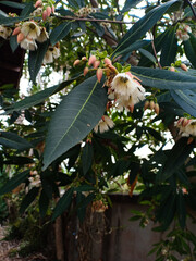 Selective focus on Elaeocarpus grandiflorus flowers with leaves. Thai believe it lead to good fortune, they use to pay respect to the monk.