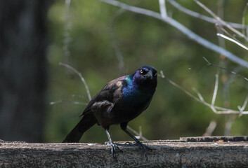 Common Grackle Perched on Wooden Fence Looking at Camera