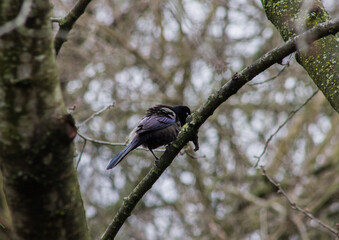 Common Grackle on Tree Branch