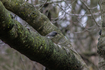 Dark Eyed Junco Bird Perched on Tree Branch