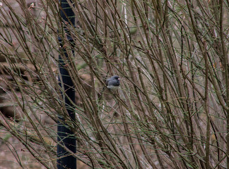 Dark-Eyed Junco Bird Sitting on Branch