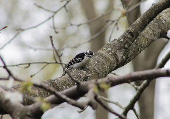 Downy Woodpecker on Tree Branch Looking Down