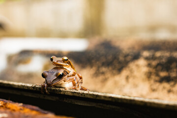 Tree frogs are mating on floor ,Common tree frog breeding by the male is hugged on the female back