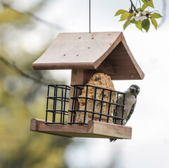 Downy Woodpecker on Wooden Bird Feeder