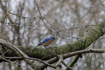 Male Eastern Bluebird Walking Across Tree Branch