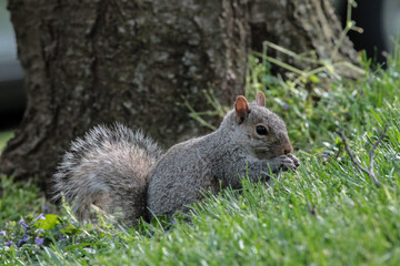 Naklejka na ściany i meble Eastern Gray Squirrel in Grass Eating