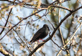 European Starling on Tree Branch Looking Away