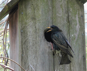 European Starling on Bird House with Beak Open