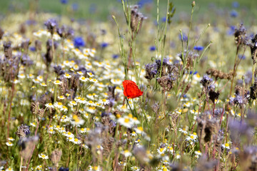 Bienenweide © lichtreflexe