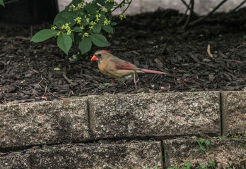 Female Cardinal Walking Across Bricks