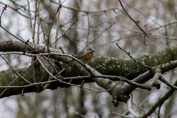 Female Eastern Bluebird Perched on Tree Branch on a Spring Day
