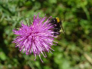 Fleur rose et bourdon