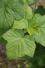 Fototapeta na wymiar Leaves of currant plant.