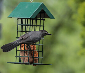 Gray Catbird Standing on Bird Feeder