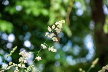 A selective focus of the grass in a field under the sunlight with a blurry background and bokeh lights