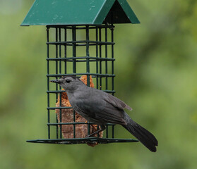 Gray Catbird Hanging on Green Caged Bird Feeder