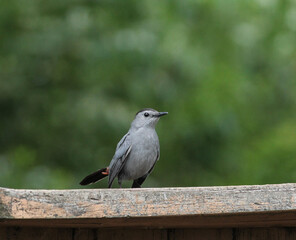 Gray Catbird on Wooden Fence