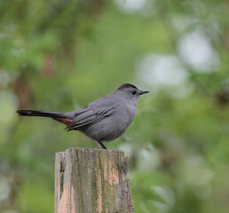 Gray Catbird Perched on Wooden Post