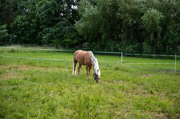 A brown mane with white hair grazing in a field under the sunlight at daytime