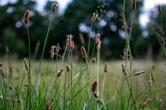 A selective focus of eleocharis palustris in a field under the sunlight with a blurry background