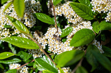 A closeup of a bee on cow parsley surrounded by greenery in a field under the sunlight