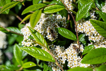 A closeup of a bee on cow parsley surrounded by greenery in a field under the sunlight