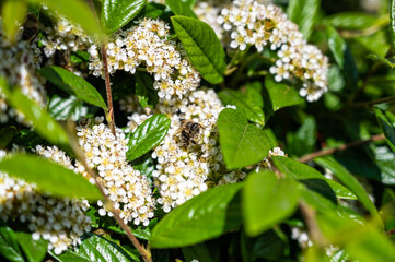 A closeup of a bee on cow parsley surrounded by greenery in a field under the sunlight