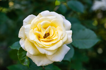 A vertical shot of a white garden rose surrounded by greenery under the sunlight with a blurry background