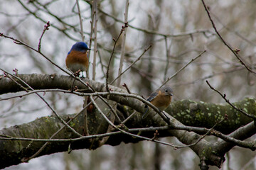 Female and Male Eastern Bluebird Perched on a Tree Branch