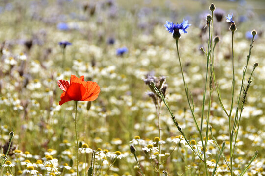 Bienenweide