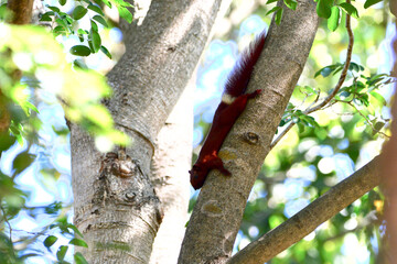 Red squirrel climbing a tree
