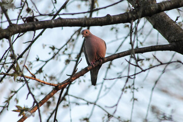 Mourning Dove on Tree Branch Looking Down