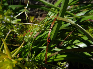 Scarabée rouge et noir