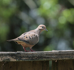 Mourning Dove Standing on Wooden Fence on a Sunny Day