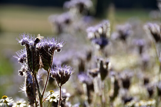 Bienenweide