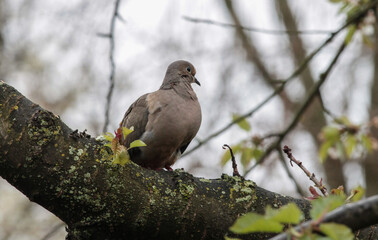 Mourning Dove Standing on Tree Branch