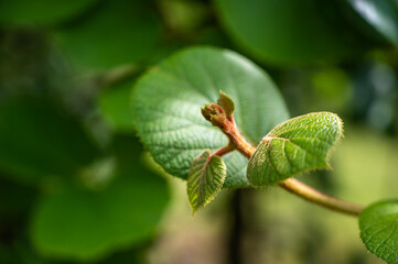 A closeup of leaves and buds in a field under the sunlight with a blurry background