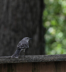 Northern Mockingbird on Wooden Fence