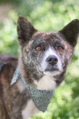 バンダナをして見つめる虎毛の犬