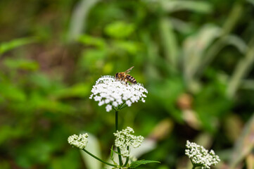 A closeup of a bee on cow parsley surrounded by greenery in a field under the sunlight