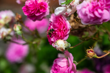 A selective focus of a green grasshopper on a floribunda in a field under the sunlight
