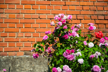 Fototapeta na wymiar A closeup of the floribunda bushes in a yard under the sunlight with a brick wall on the background