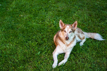 A high angle shot of a brown saarloos husky lying on the ground covered in the grass at daytime © Matthias
